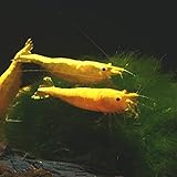 AQ4Aquaristik Yellow Golden Top Zwerggarnele, Neocaridina davidi, Yellow Neon Rückenstrich Garnele, für Einsteiger, leicht zu pflegen und zu züchten, 10er Set