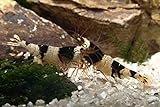 Black Bee (Grade A-S) Bienen Garnelen, 10 Stück