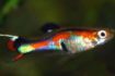 Endler Guppy (Ursprungsform)