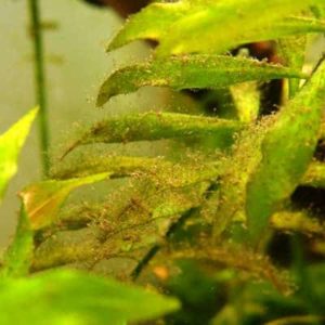 Bartalgen - Algen im Aquarium bekämpfen