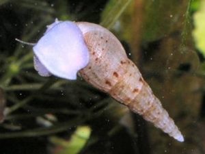 Schnecken im Aquarium - Nadel-Kronenschnecke - (Melanoides tuberculata) besser als Malayische oder Indische Turmdeckelschnecke bekannt