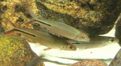 Federsalmler - Hemiodus gracilis