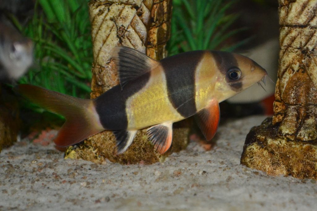 Prachtschmerle Chromobotia macracanthus aquatipps.de