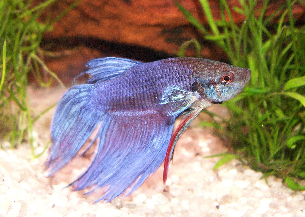 Siamesischer Kampffisch - betta splendens