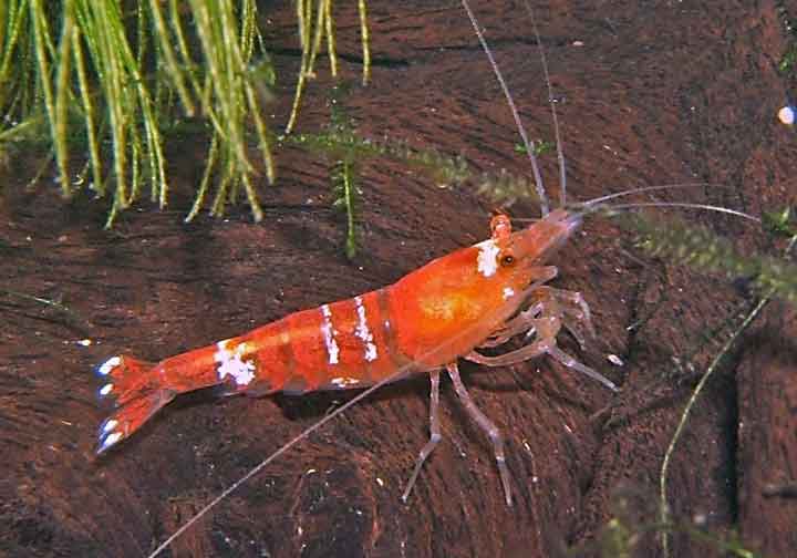 Caridina cantonensis „Crystal Red“