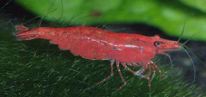 Neocaridina heteropoda, Farbform Sakura