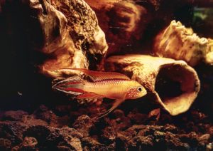 Apistogramma agassizii red fire