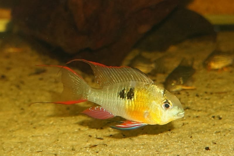 bolivianischer Schmetterlingsbuntbarsch - Mikrogeophagus altispinosus