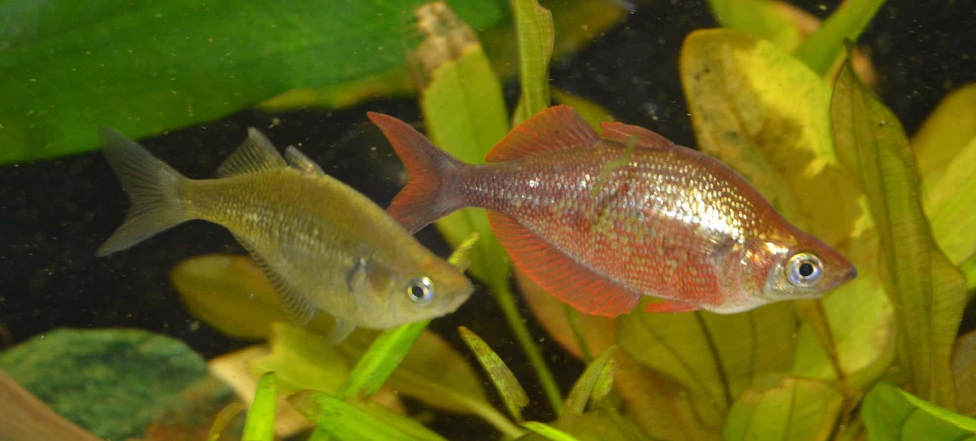 Lachsroter Regenbogenfisch Pärchen