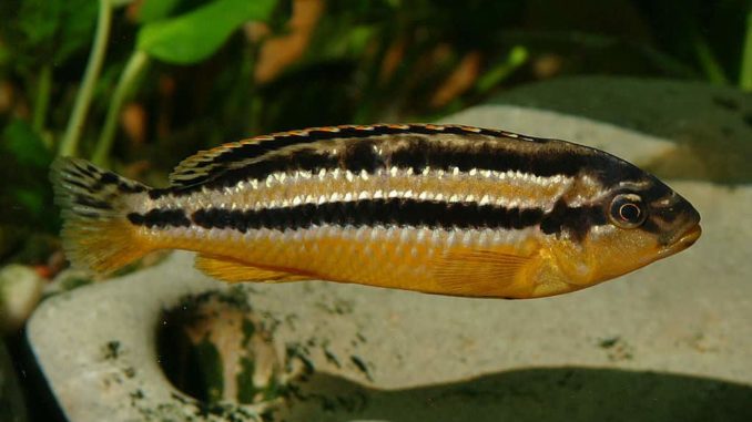 Türkisgoldbarsch Melanochromis auratus