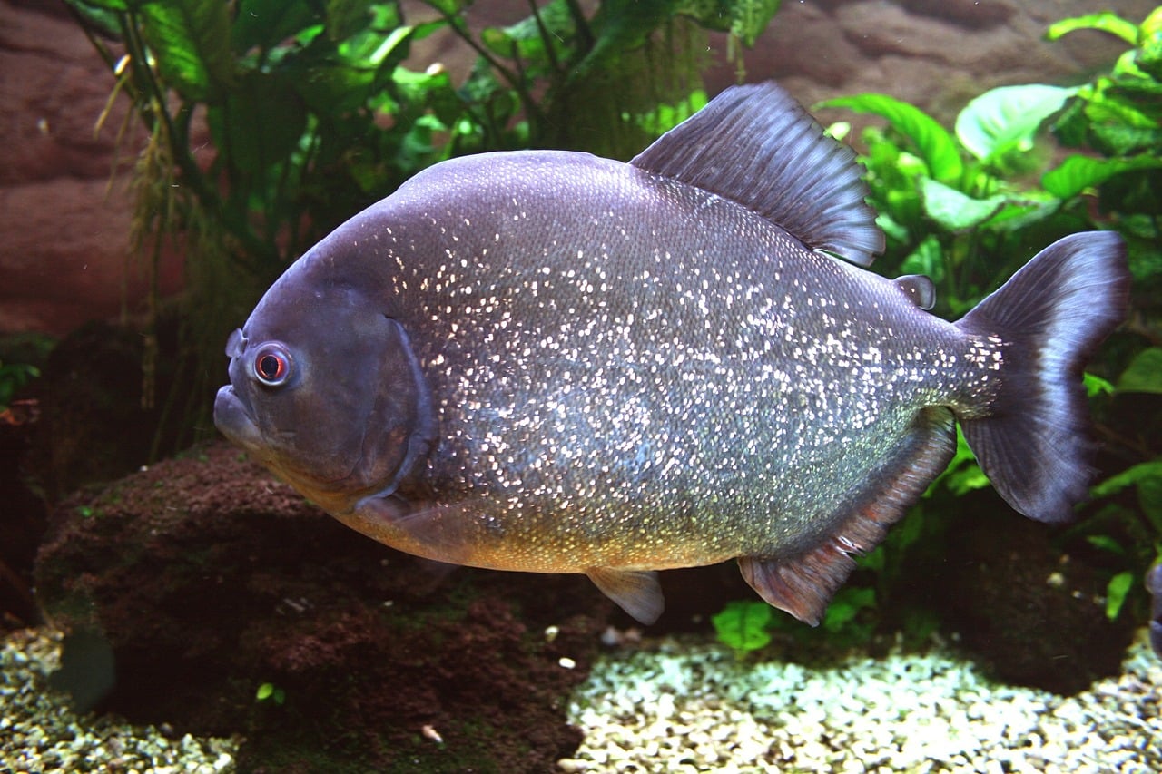 Roter Piranha - Pygocentrus nattereri