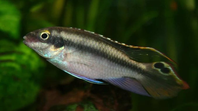 Purpurprachtbuntbarsch - Pelvicachromis pulcher