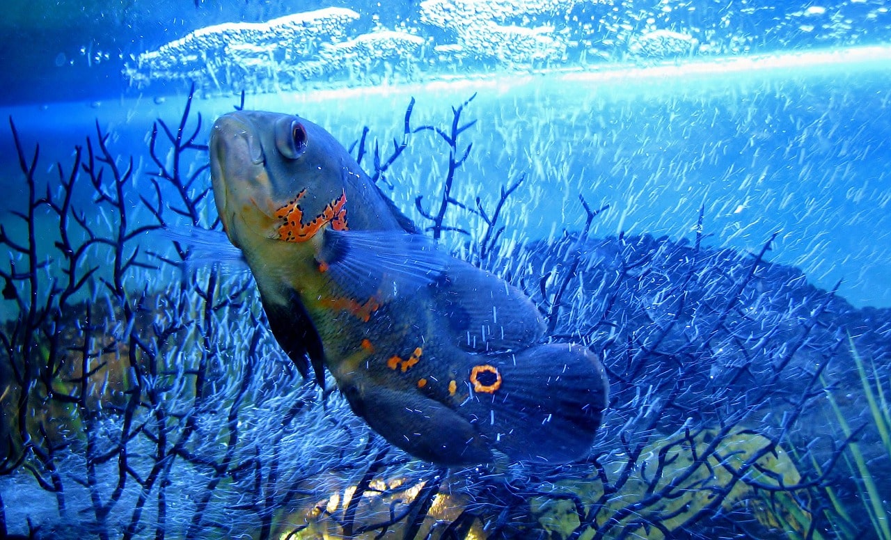 Pfauenaugen-Buntbarsch - Astronotus ocellatus