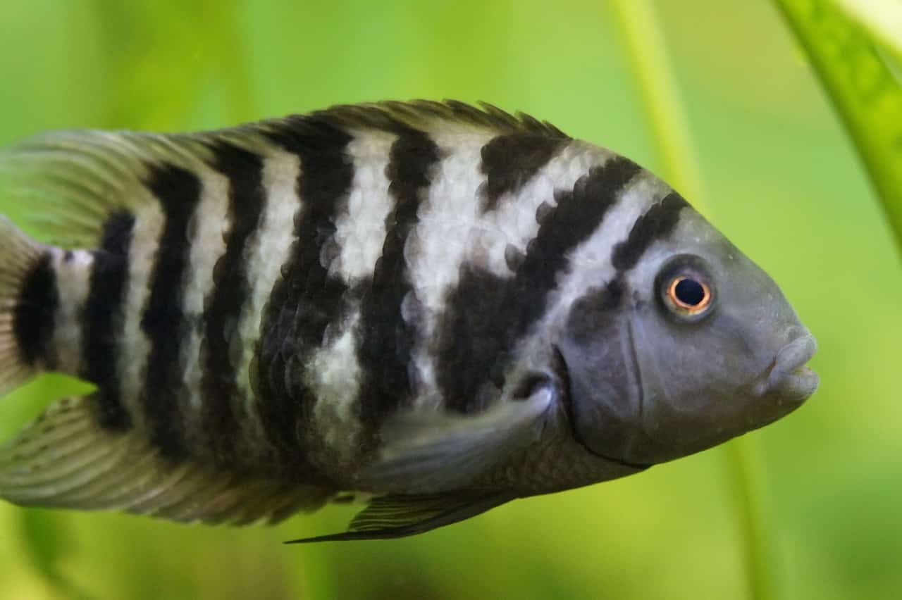 Zebra-Buntbarsch - Cichlasoma nigrofasciatum