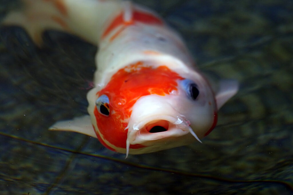 karpfen im aquarium